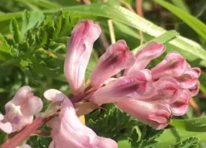 紫堇什么季节开花？