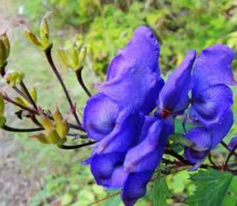 乌头什么季节开花？