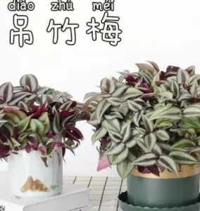 吊竹梅 什么季节开花？