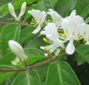 忍冬什么季节开花？
