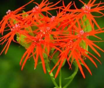 剪秋萝什么季节开花？