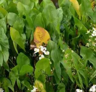 慈姑什么季节开花?