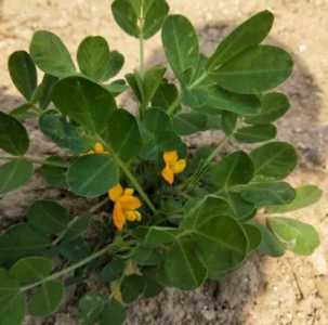 什么季节花生开花?