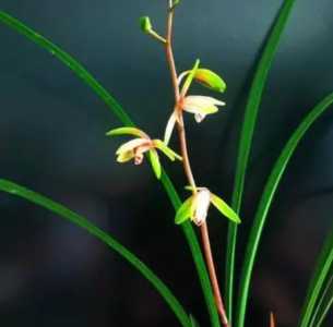 幽兰什么季节开花?