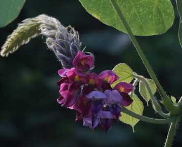 葛什么季节开花?
