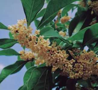 桂树什么季节开花？