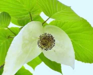 珙桐什么季节开花？