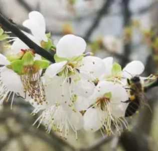 青梅什么季节开花？