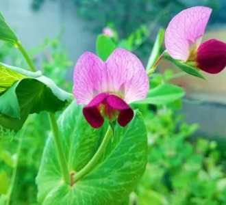 豌豆开花什么季节？