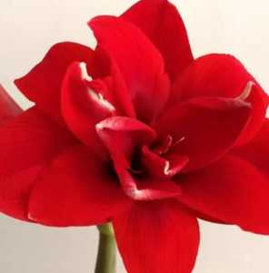 朱红什么季节开花？
