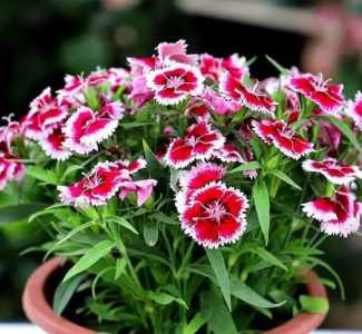 大红什么季节开花？
