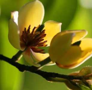 含笑什么季节开花？