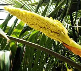 棕树什么季节开花？