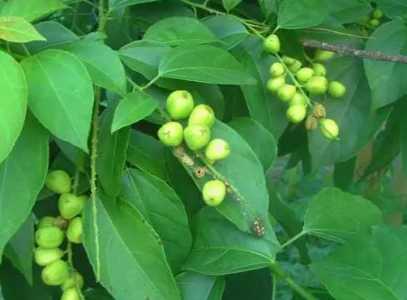 巴豆什么季节开花？