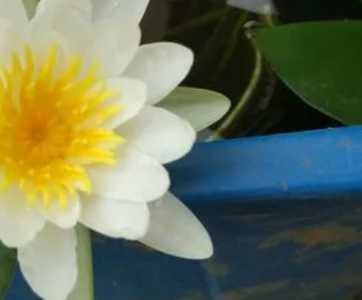 藕什么季节开花？