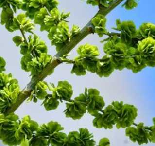 榆钱什么季节开花？