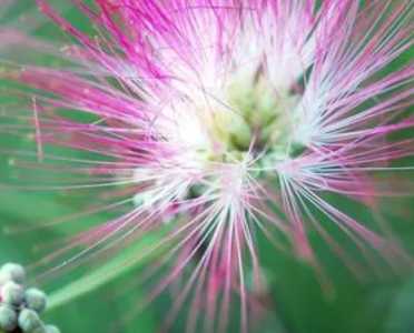 绒花什么季节开花？