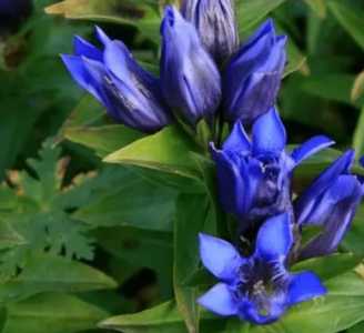 龙胆什么季节开花？