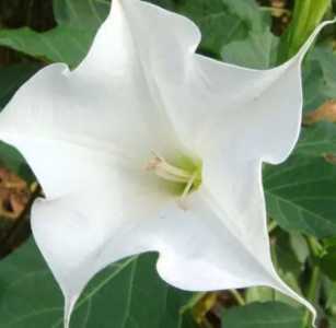 曼佗罗什么季节开花？