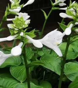 为什么到了季节会开花？