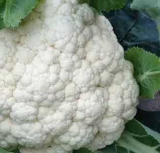 菜花什么季节开花？