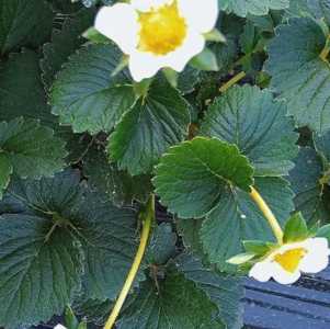 草 莓什么季节开花？