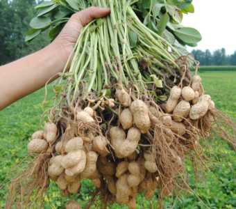 花生是什么季节开花？