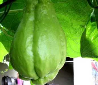 佛手开花什么季节？