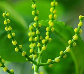珠兰什么季节开花？
