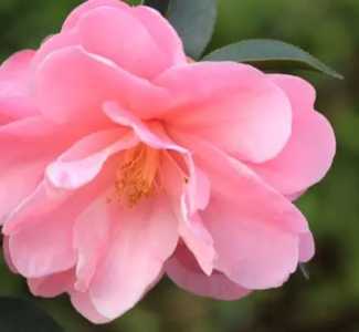 茶树开花什么季节？