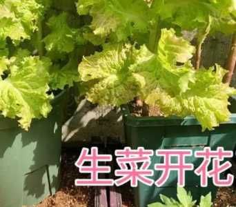 生菜什么季节开花？
