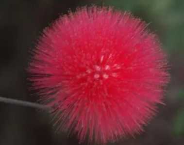 绒球什么季节开花？