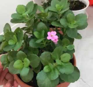 长寿开花什么季节？