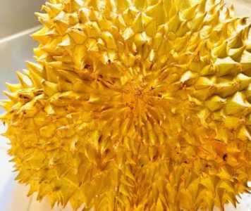 榴莲什么季节开花?