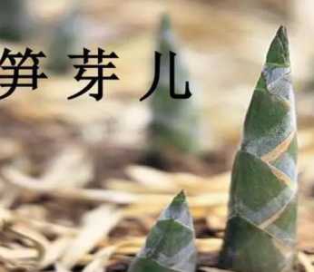 笋芽什么季节开花？
