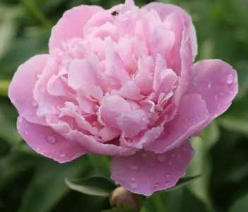 芍药开花什么季节？