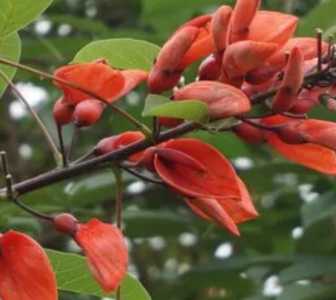 刺桐什么季节开花？