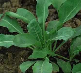 板蓝根什么季节开花？