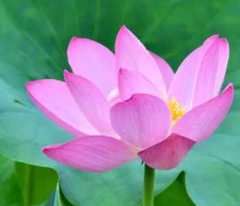莲什么季节开花？
