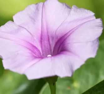 喇叭开花的季节是什么季节？