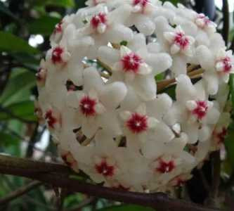 球兰几年开花什么季节开花？