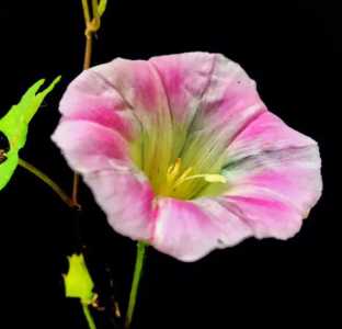 喇叭什么季节开花季节？