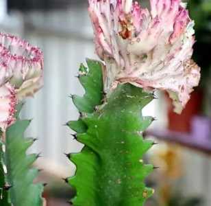 龙骨会开花吗什么季节开花？