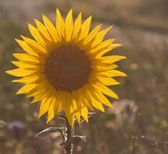 向日癸什么季节开花？