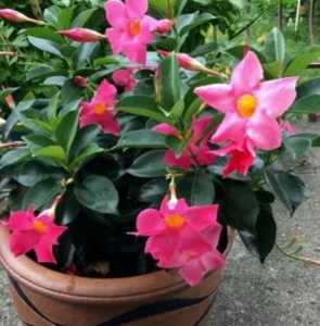 飘香腾什么季节开花？