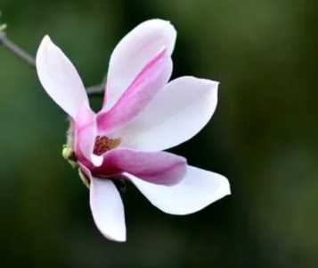 玉兰是什么季节开花？