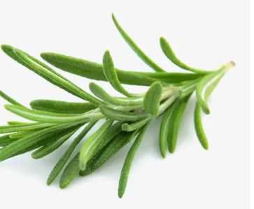 迷迭香在什么季节开花?