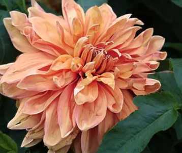 东洋菊什么季节开花？