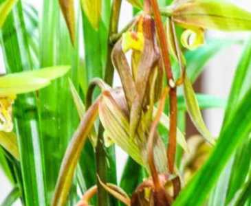 朱砂兰什么季节开花？