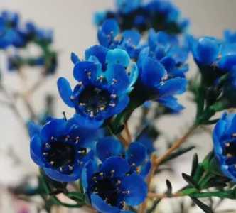 腊花什么季节开花？
